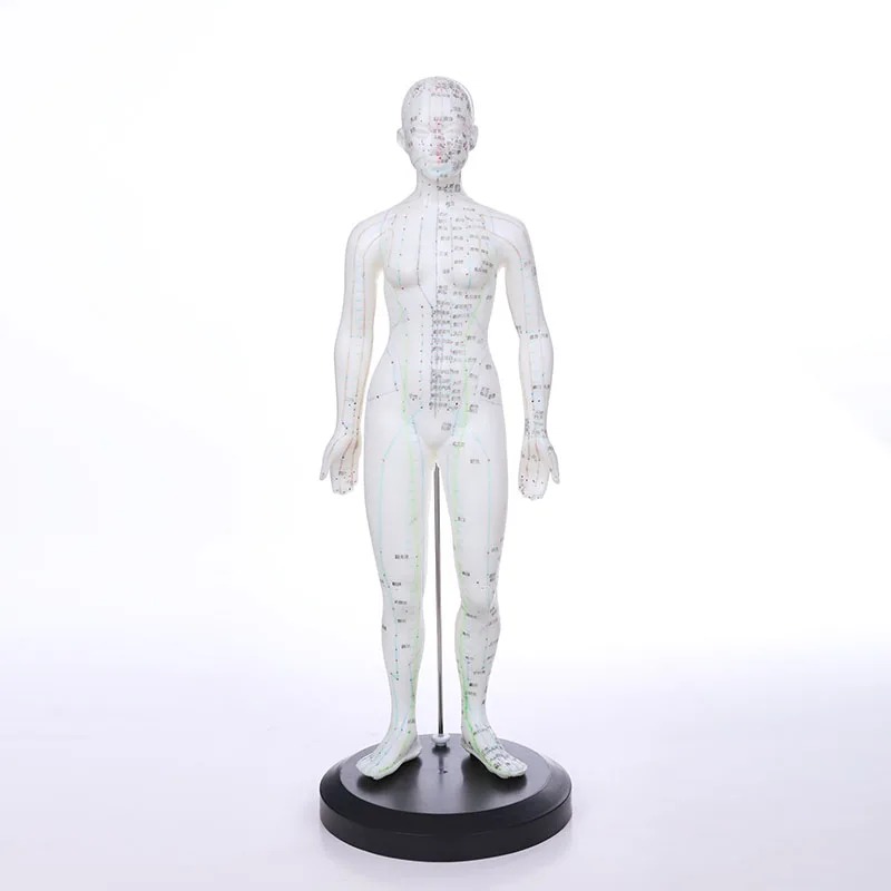 Chinon 48CM Huma Body Acupuncture Manikin Traditional Chinese Medicine Model Medical Science Student Teaching TraningBIX-Y1009