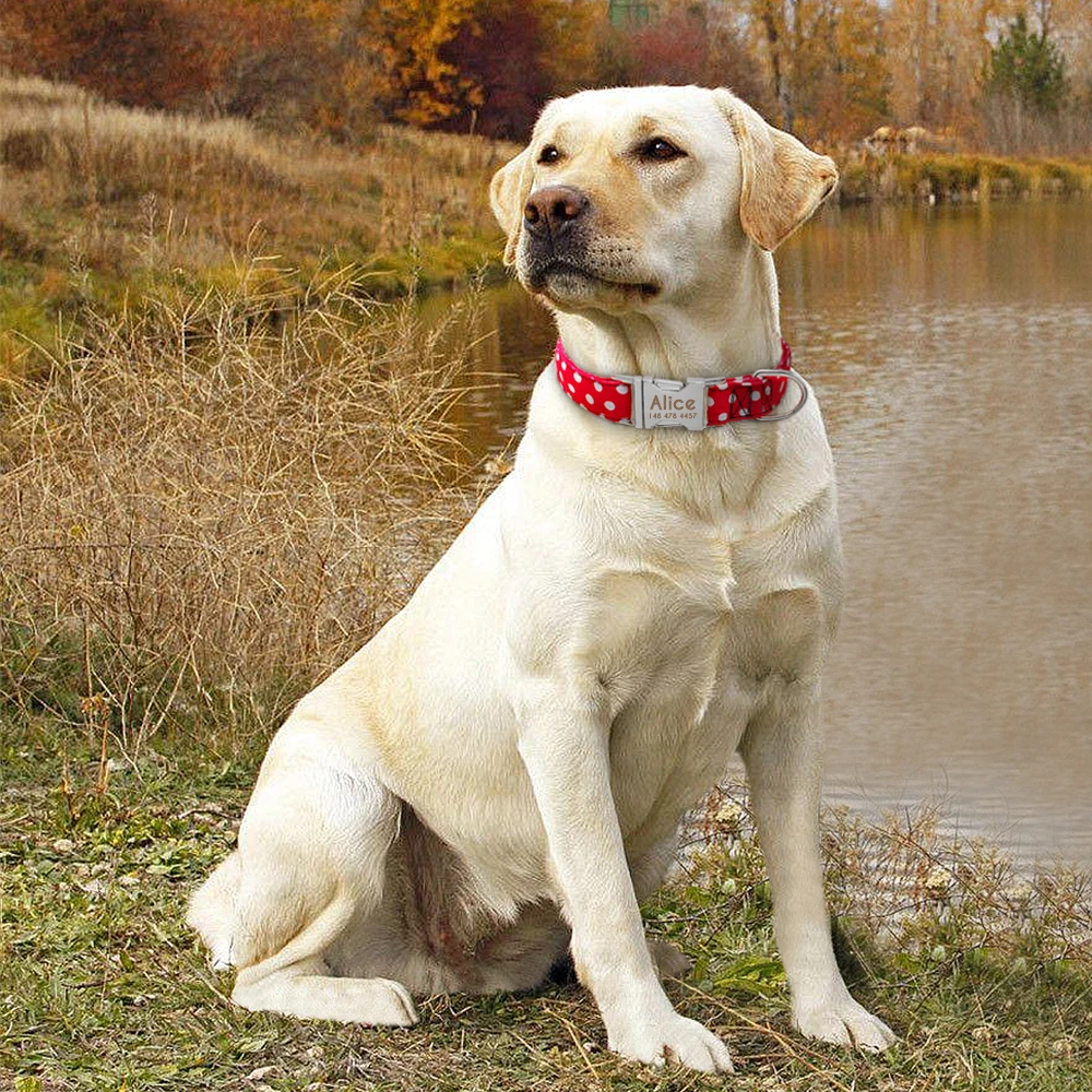 Personalizado Dot Dog Collar, Nylon Pet Coleiras, gravar ID, pequeno, médio, grande, Pitbull, vermelho, azul, preto