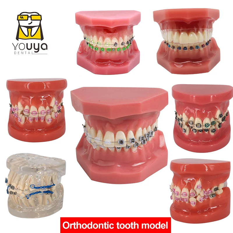 Modelo Dental con tirantes, materiales de odontología, modelos de ortodoncia, modelo de dientes de goma para estudiar enseñanza educación del