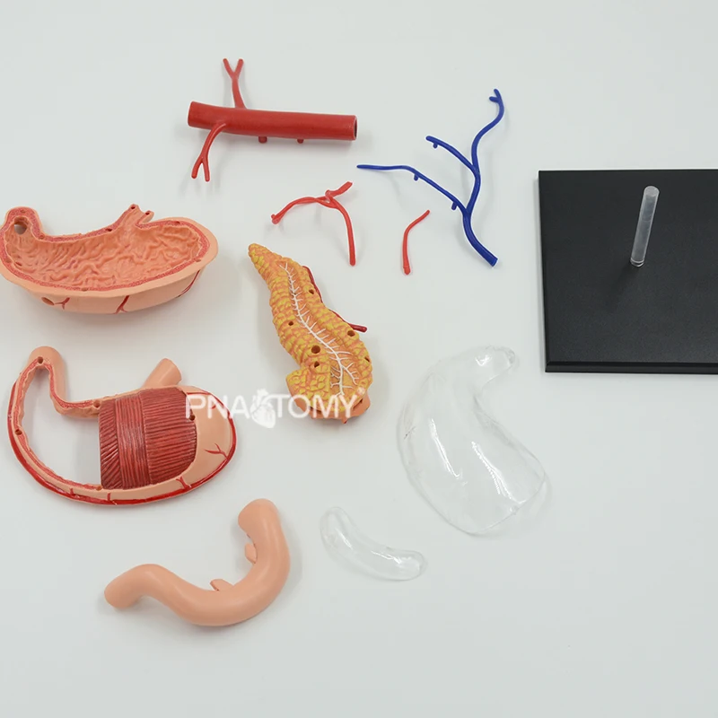 4D Detachable Stomach Model Removable Human Organs Anatomical Model Educational Equipment Medical Sciences Digestive System