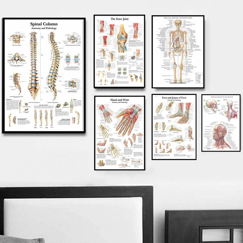 Poster And Prints Anatomy Human Body Medical Spinal Column Knee Joint Foot Painting Art Wall Pictures For Living Room Home Decor