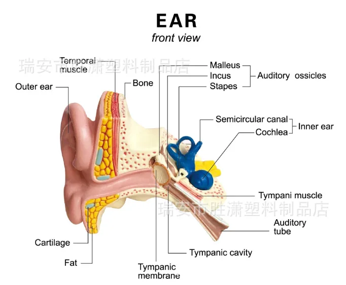 Human Ear Anatomical Model Medical Teaching Model