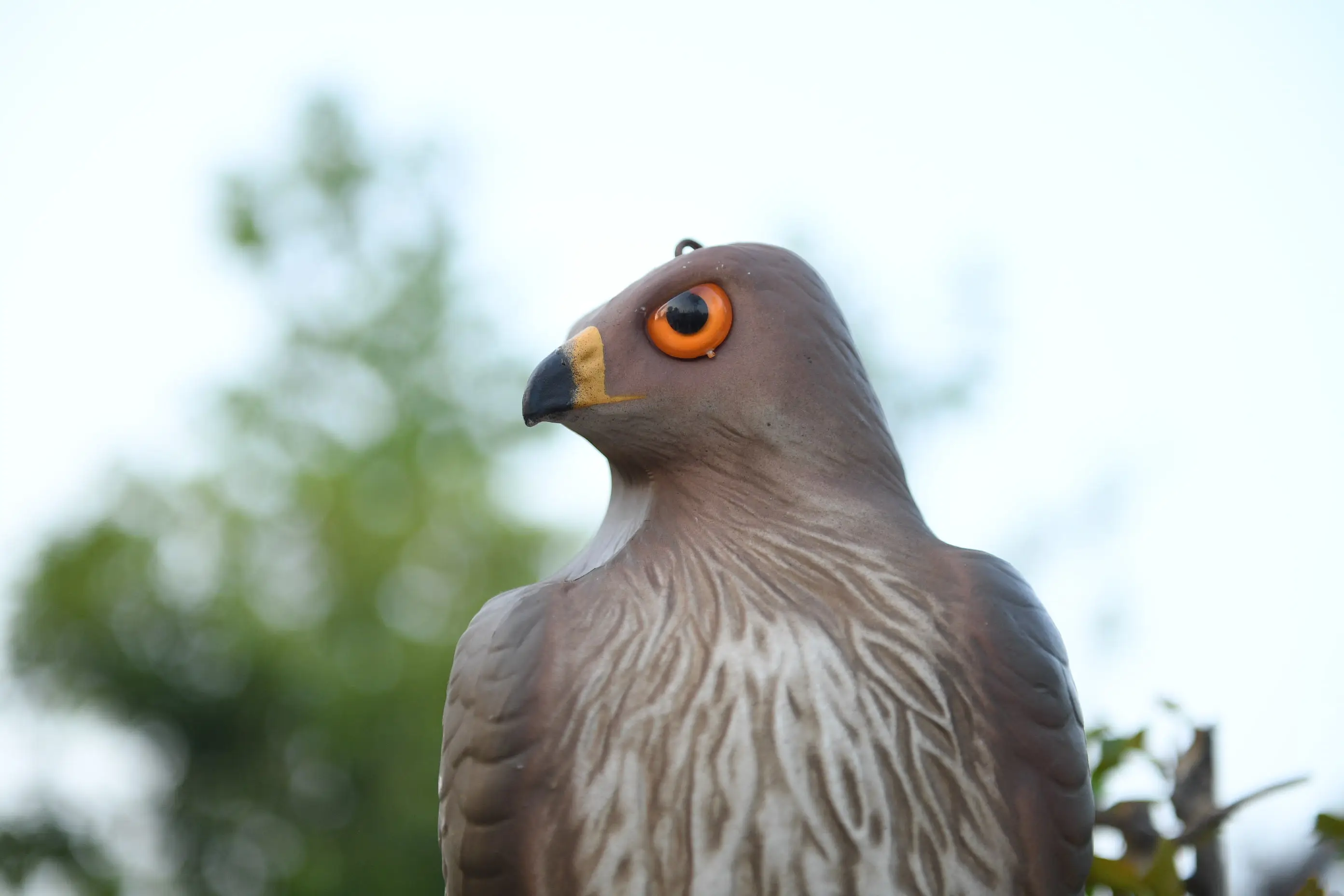 free shipping Hawk FALCON BIRD DETERRENT SCARER DECOY 7 x 16 x 7 inches lifesize and vivid