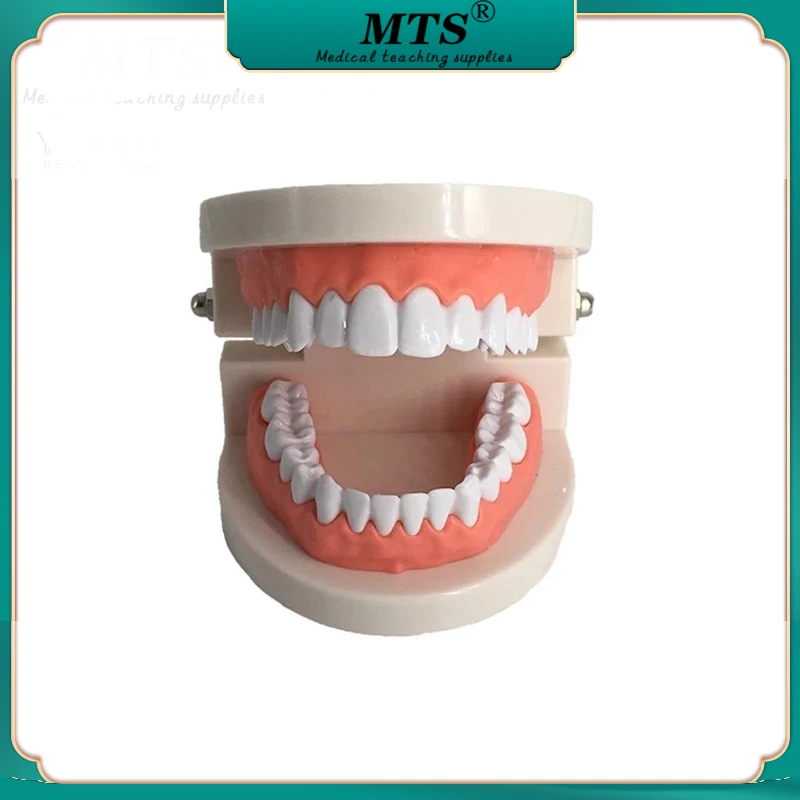 

Dental Care Tooth Brushing Model Lab Typodont Model Educational Dental Model Oral Teeth with Soft gums for 28 teeth