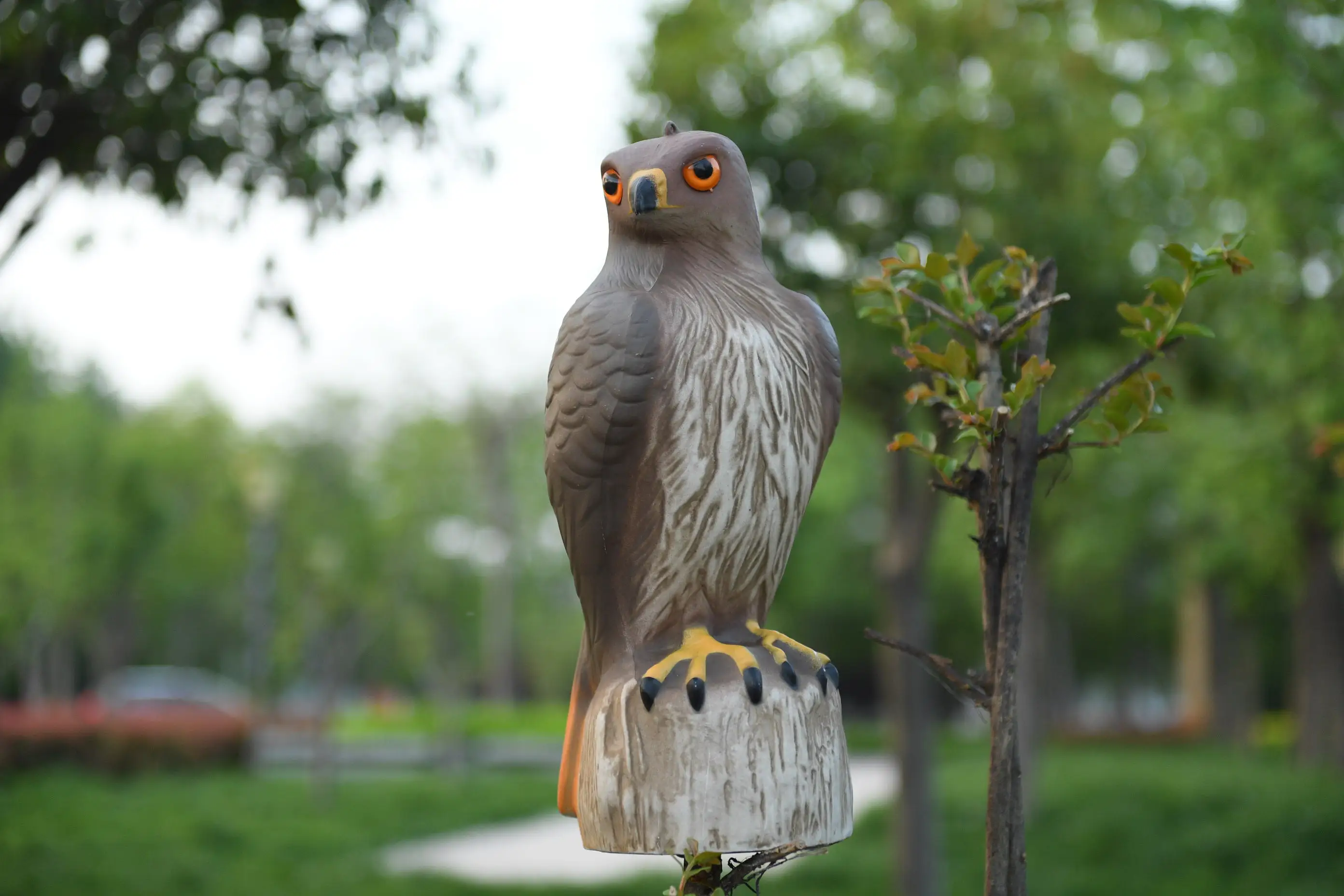 free shipping Hawk FALCON BIRD DETERRENT SCARER DECOY 7 x 16 x 7 inches lifesize and vivid
