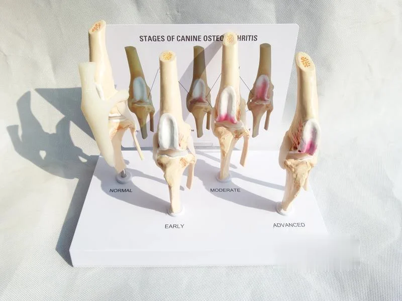 Veterinary Canine Osteoarthritis 4-stage Dog Knee Canine/Dog 4 Stage Knee Arthritis Anatomy Anatomical Model Skeleton