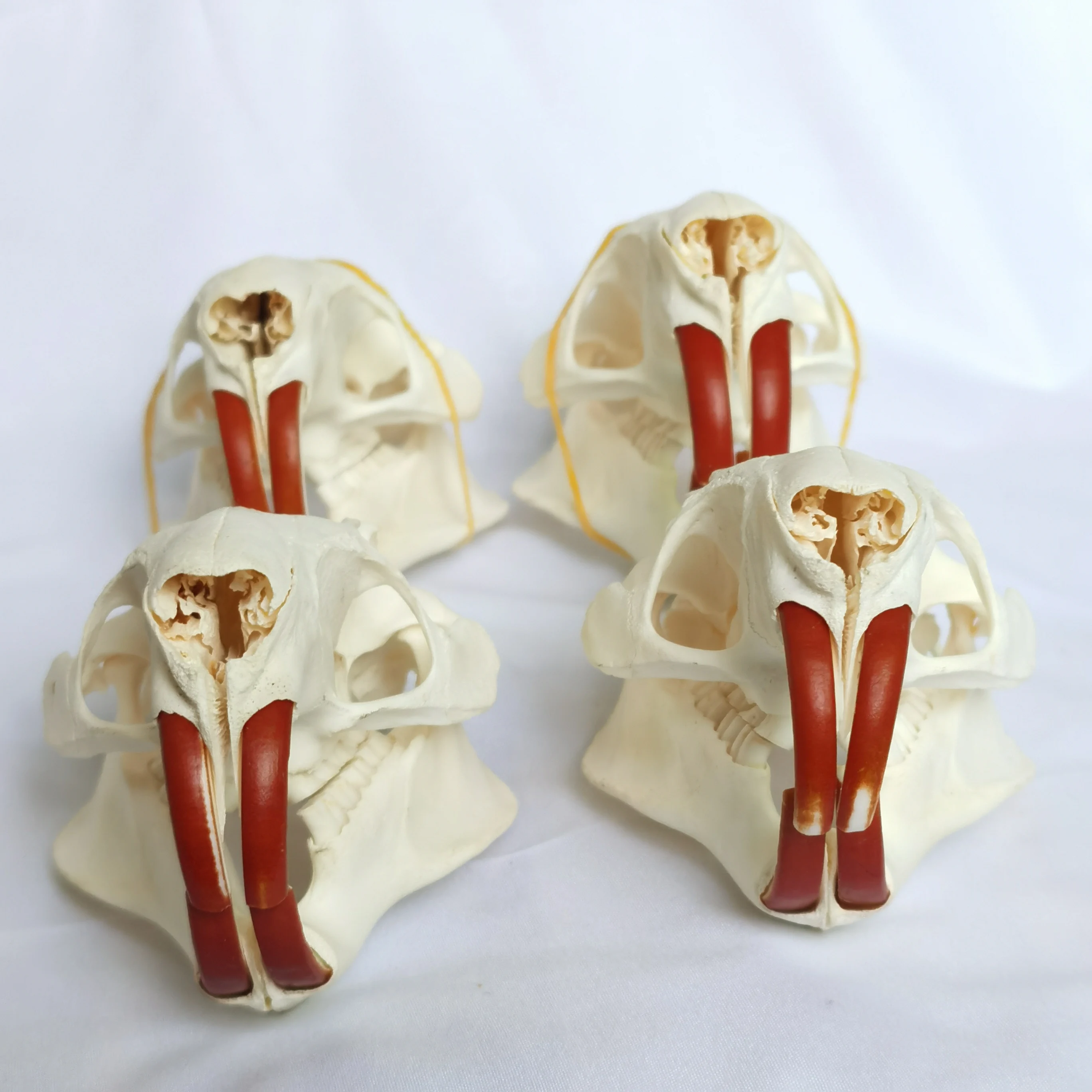 1 Pcs Real Nutria  Animal Skull  Taxidermy Study Yuletide Christmas Gift Halloween Ornament