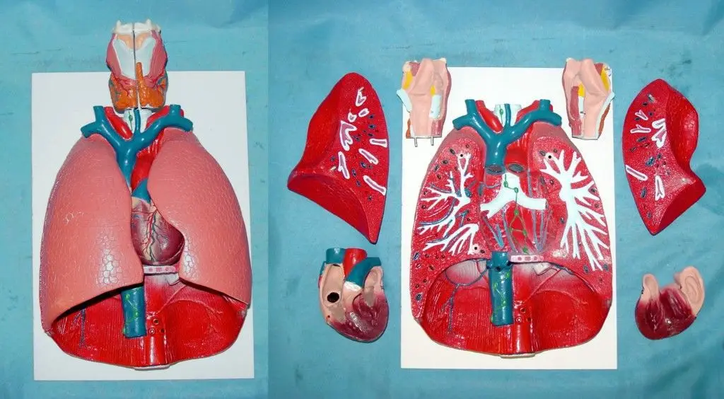 

Laryngeal, heart and lung model