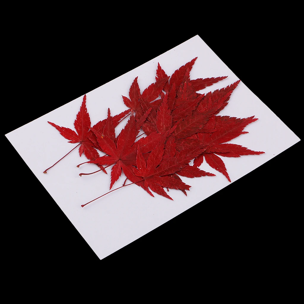 12x Real Dried Flower Leaves Maple Leaf for Resin Casting DIY Home Ornament