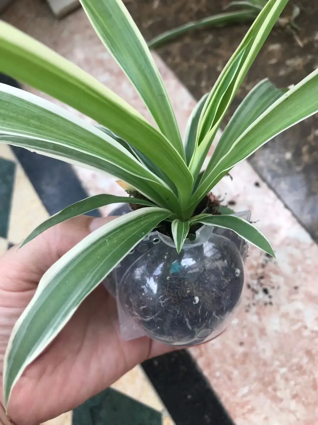 Bola de raíz de planta reutilizable, Caja de cultivo de enraizado, dispositivo de raíces de planta transparente, vaina de capas de alta presión para