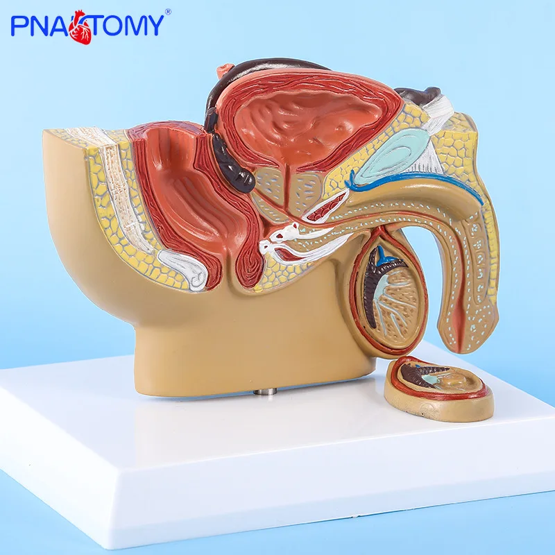 

Male Pelvis Anatomy Model Testis Prostate Anatomical Model Urinary System Medical Teaching Model Educational Equipment Gift