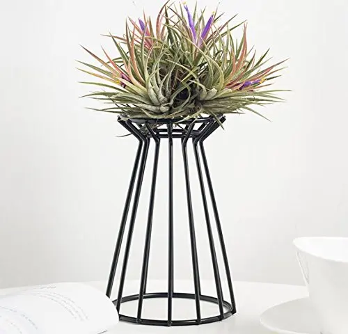 Air Plant Holder Metal Indoor Tabletop Air Plant Stands Tillandsia Plant Rack