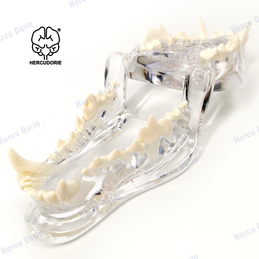 Dog Teeth Anatomical Clear Canine Dental Model Skullmodel Transparent Skull Jaw Bone Anatomy Animal Oral Model Pet Veterinary Ex