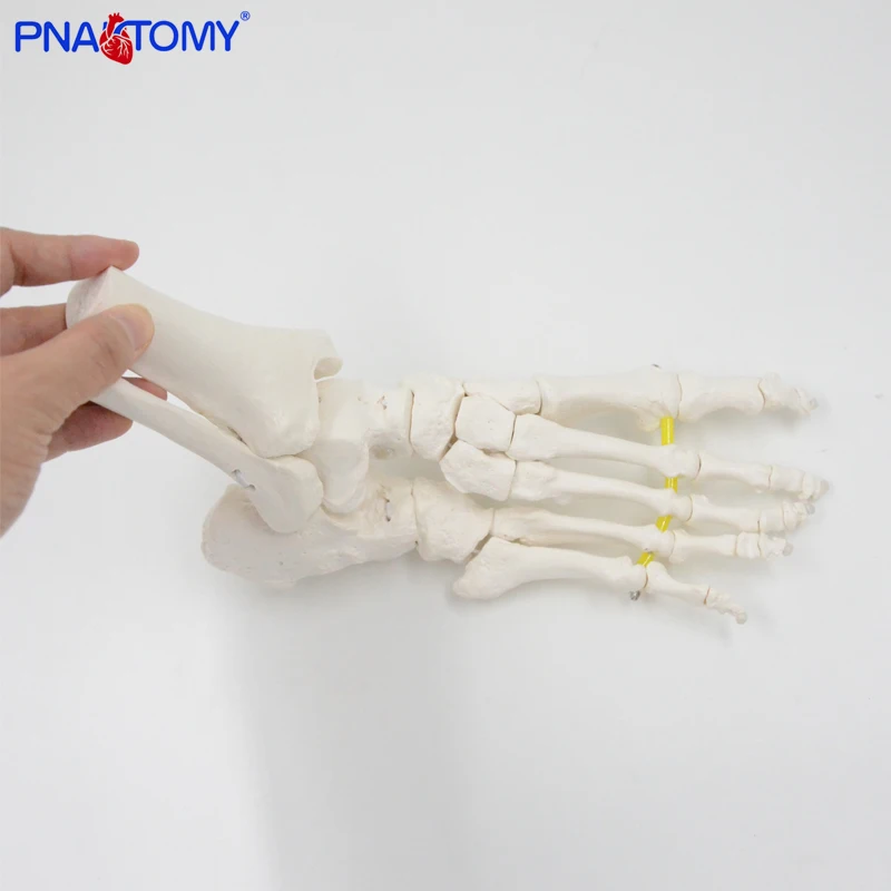 Flexible Foot Bone Model Human Skeleton Anatomy Medical Teaching Tool Educational Equipment Ankle joint model Life Size