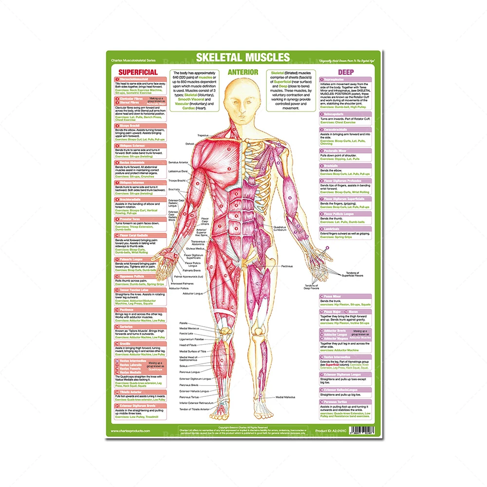 Muscle Anatomy Posters Bodybuilding Charts