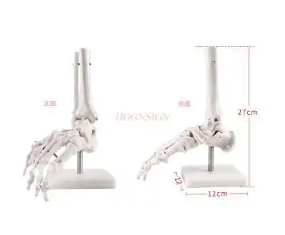 

Human foot bone model Toe joint skeletal model Foot bone medical teaching aids Finger joint teaching
