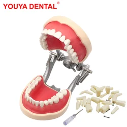 Modello dentale modello di denti per odontotecnico pratica formazione Gum Typodont modelli di denti Jaw dentista che studia prodotto didattico