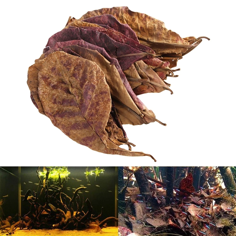 20pcs Terminalia naturale Catappa foglie acquario decorazione serbatoio di pesce strumenti di pulizia trattamento delle acque pesce foglia di mandorla