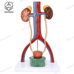 Modello di anatomia scientifica del sistema urinario maschile | Il modello del sistema urinario è alto 13.5 pollici | Presenta reni con pressacavo