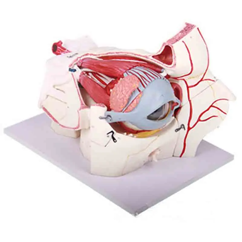 

Neurovascular model of eyeball and orbit