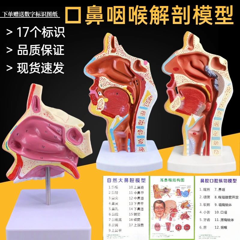 

Human Nasal Cavity Nose Anatomical Model Otolaryngology Sagittal Anatomy Model Five Sense Organs Teaching Model