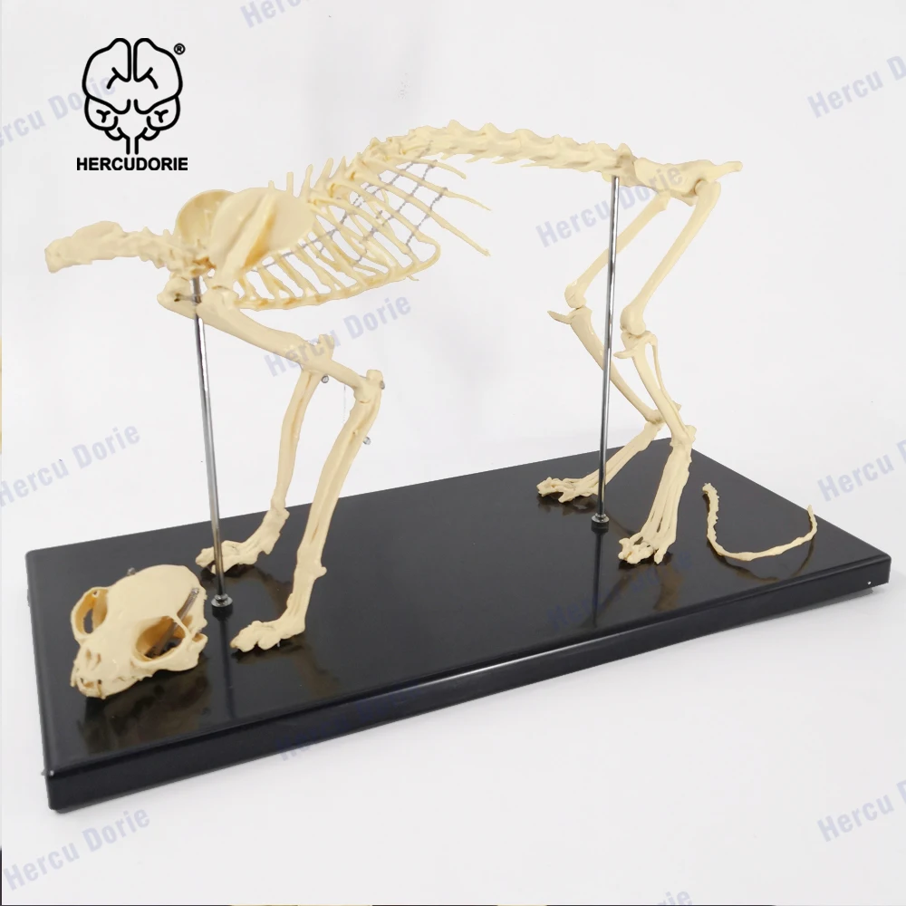 Cat Skeleton & Anatomy Model Kit, Cat Skeleton Anatomical Model Cat Bones Skeleton Specimen Anatomy Model -for Veterinary Teach