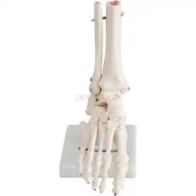 

Foot bone model ankle joint foot bone anatomy structure foot foot fibula toe orthopedics teaching medical mold