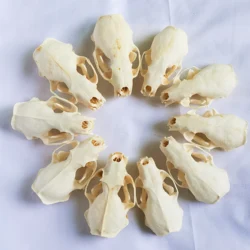 5/10pcs Real mink skulls Animal Bone Specimens,Unique ornaments