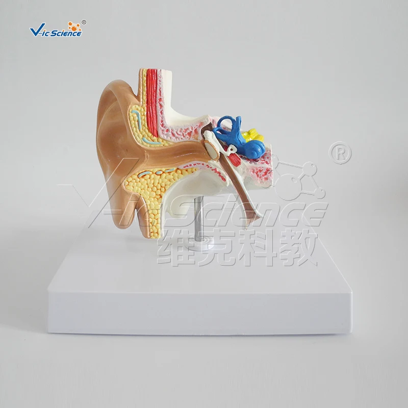 Modelo de anatomía de plástico avanzado para Educación Médica, modelo de órgano auditivo, modelo de oreja