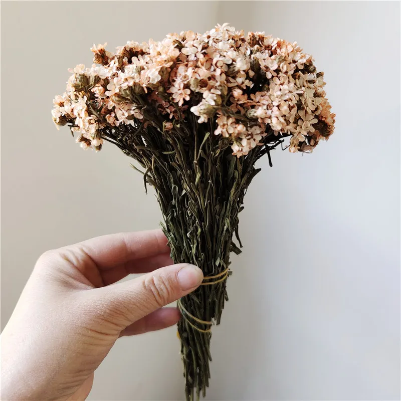 Home Decore  Real Preserved  Flower DIY Flower Feverfew Ikebana Tiny Flowers  Wedding Table Decoration