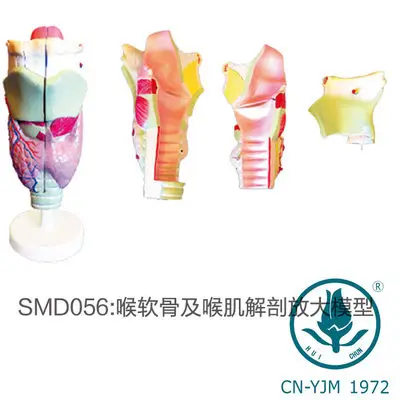 Laryngeal cartilage and laryngeal muscle anatomical magnification model respiratory department