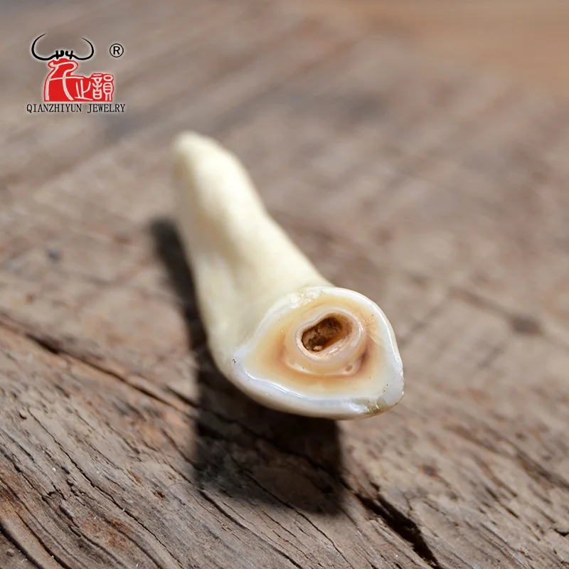 5pcs Camel Teeth Natural Bone Beads Pendants For Diy Jewelry Making Primitive tribal ornaments Jewelry Accessories