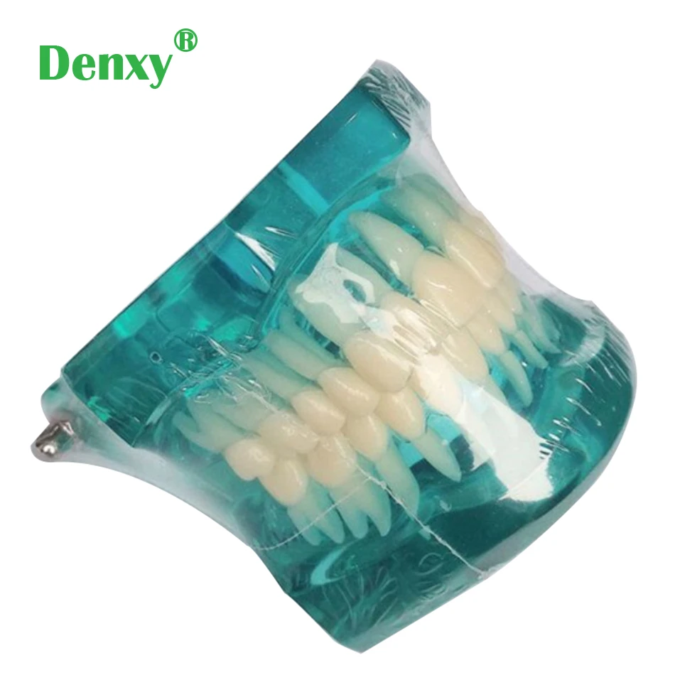 Denxy 1pc Orthodontic model for teaching learn Dental Adult Tooth Orthodontic Teeth Model without Bracket Orthodontic Brace