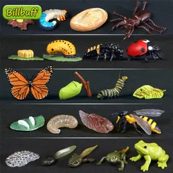 Hot Simulation Animal ABS Figures Evolution Stage Butterfly Bee Frog Turtle Chicken Solid Life Growth Cycle Set Toy For Children