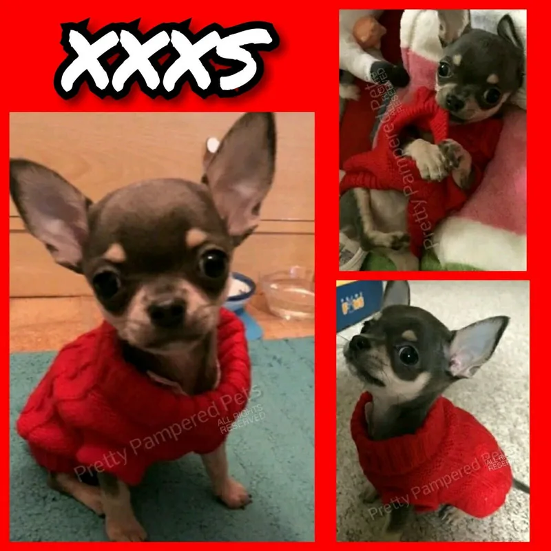 Size XXXS/XXS/XS Teacup Chinhuahua Dog Sweater Puppy Warm Knitted Jumper Winter Outfit Cat Hoodie Clothes for Yorkie Maltese