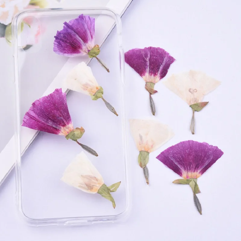 

60pcs Pressed Dried Godetia amoena Flower Plant Herbarium Jewelry Postcard Bookmark Phone Case Invitation Card DIY