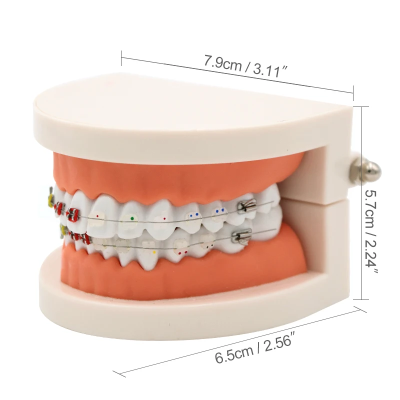 1pc Dental ortodontyczne leczenie Model z uchwytem ceramicznym Arch Wire Ortho Metal ortodontyczne protezy zębate Model