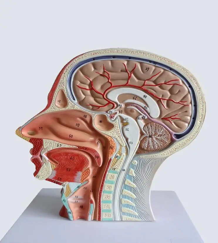 

Human head superficial nerve model Sagittal section of the head with vascular nerve model Medical minimally invasive beauty