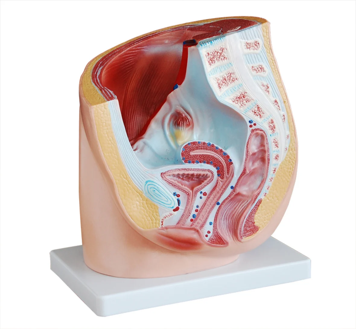 

Anatomy Pelvis Model, Median Section of Female pelvis model
