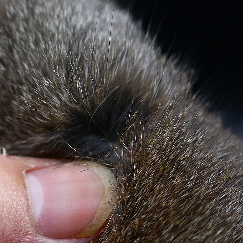 Royal Sissi Piel de ardilla pino para atar moscas – Natural y densa - imagen 4