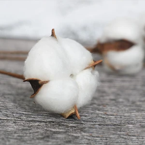 Natural Dry Cotton Flower Branch, Wedding Lady of Honor Bouquet Decoration, White Artificial Flower, Home Decoration, False Flower 10 Main Sales Natural Dry Flowers - №3