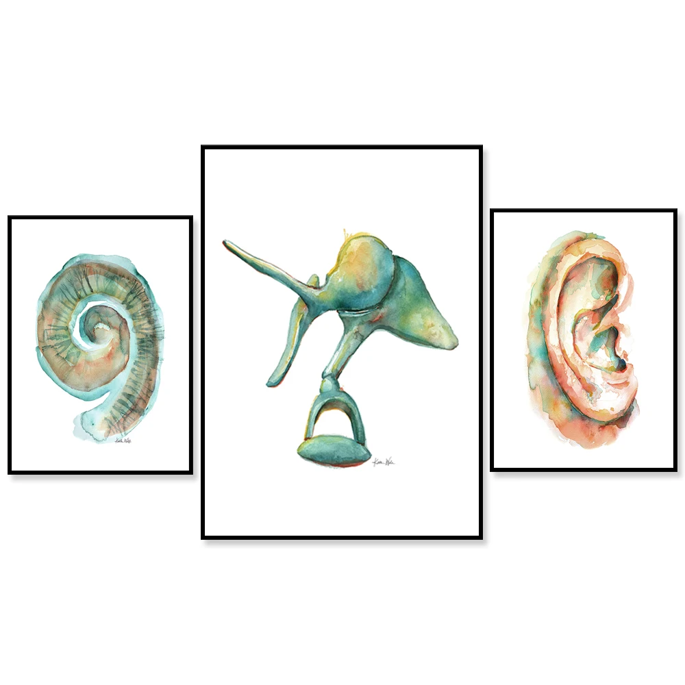 Anatomical Watercolor Art Print Ear Cochlea Ossicles Educational Poster Wall Decor