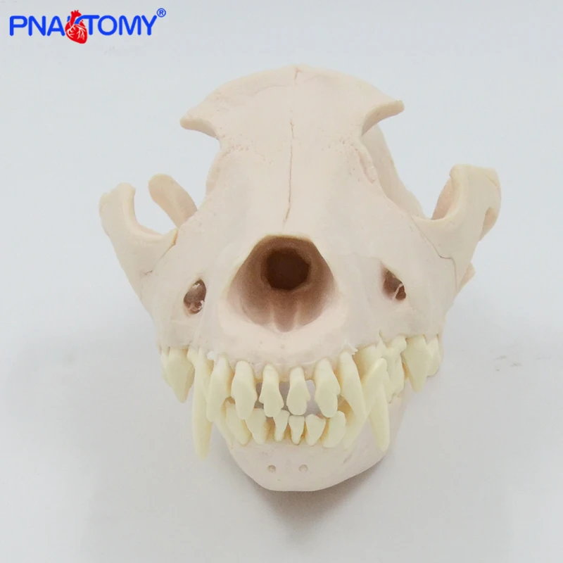 Teschio canino modello teschio di cane 1:1 denti staccabili di dimensioni naturali anatomia animale attrezzatura educativa anatomica strumento