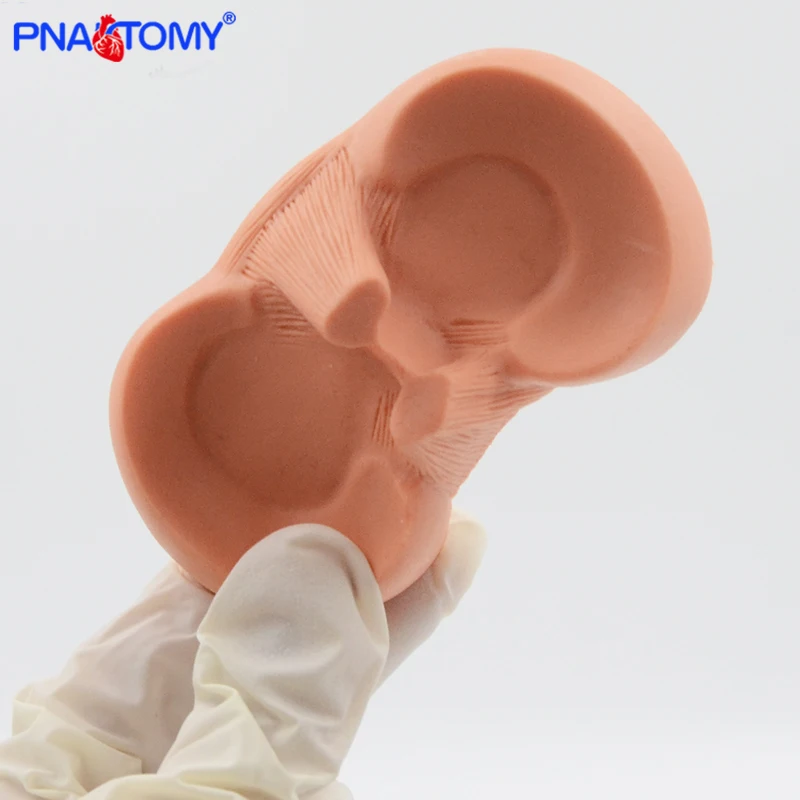 Meniscus Suture Model Life Size Human Demilune Menisci Medical Science Teaching Tool Anatomical Model Educational Equipment