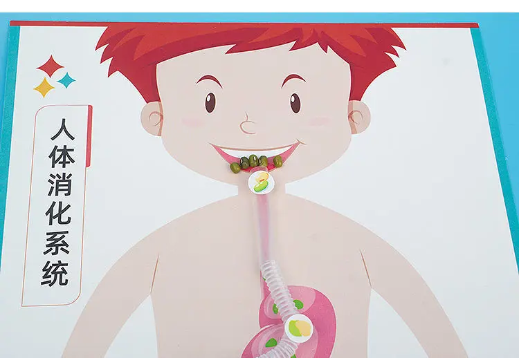 Human Digestive System Simulated Food Intake Process Model Jigsaw Model