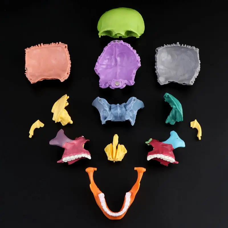 15pcs/set 4D Disassembled Color Skull Anatomical Model Detachable Medical Teaching Tool