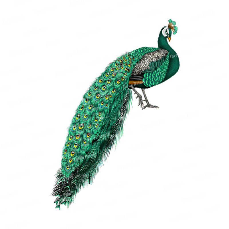 Three Ratels QCF161 Beautiful peacock wall sticker for home decoration toilet Decal