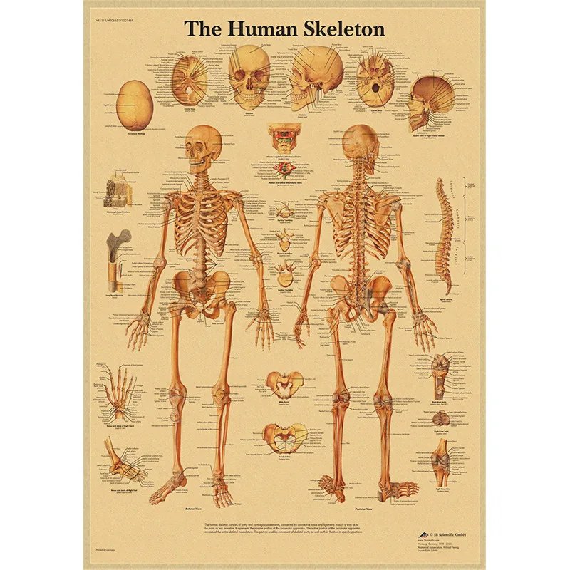Human Anatomy Muscle System Kraft Paper Poster Anatomy Diagram Human Medical Wall Medical Education Office Decorative Mural