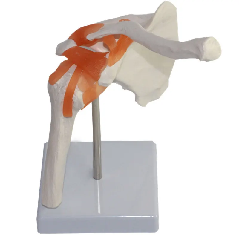 1:1 Life Size Human Anatomy Shoulder Joint  Bone Model with Ligament