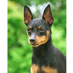 5d animal miniature pinscher dog diamond painting Cross Stitch Kits diy mosaic embroidery full Square drill Home DecorZP-2273